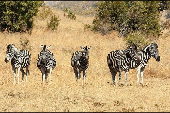 Pilanesberg Game Reserve 6 Hour Sunrise Safari from Johannesburg or Pretoria - Price and value: what $255.12 includes (and what you’ll add)