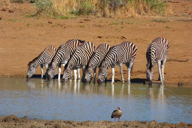Pilanesberg Game Reserve 6 Hour Sunrise Safari from Johannesburg or Pretoria - The Big Five drive: how the guide actually makes a difference
