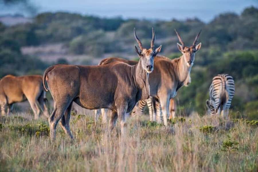 Pilanesberg Game Reserve Full Day Safari - Getting from Johannesburg to Pilanesberg: the road time that shapes the day