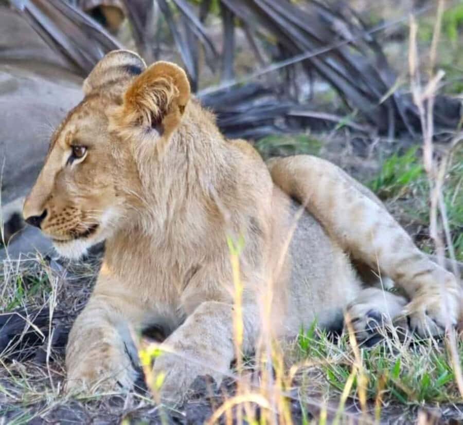 Pilanesberg Game Reserve Full Day Safari - Two open-vehicle game drives: how you get more than one shot at sightings