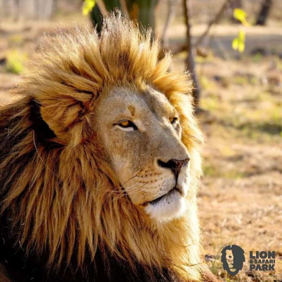 Pilanesberg Game Reserve Full Day Safari - What happens on a lunch break inside Pilanesberg