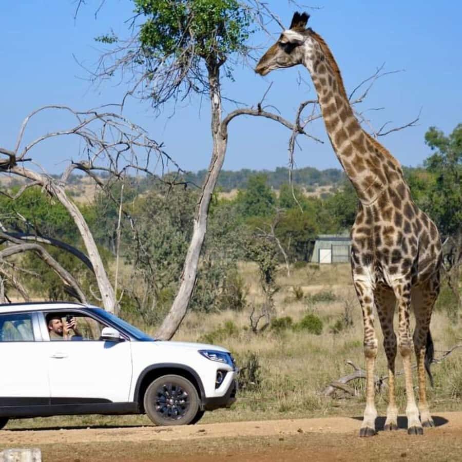Pilanesberg Game Reserve Full Day Safari - Wildlife and birdlife: what you might see beyond the headline animals