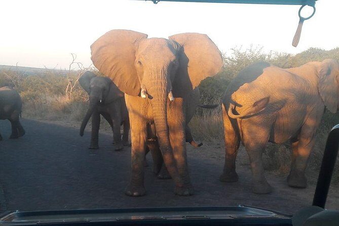 Pilanesberg Game Reserve Guided Day Tour from Johannesburg or Pretoria - A sunrise start that actually buys you wildlife time