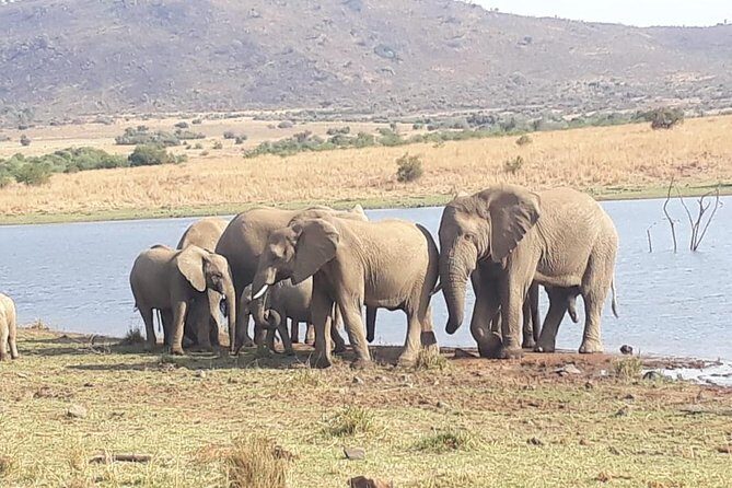 Pilanesberg Game Reserve Guided Day Tour from Johannesburg or Pretoria - The watering-hole lunch stop: where elephants like to show up