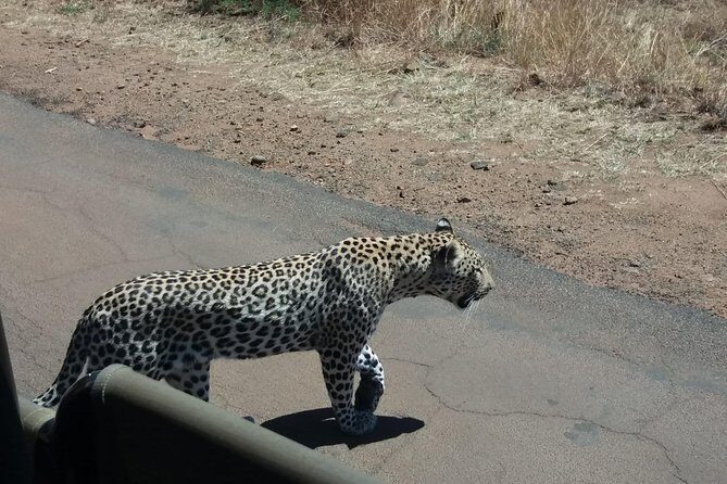 Pilanesberg Game Reserve Guided Day Tour from Johannesburg or Pretoria - What’s included in the price (and why it’s worth reading)