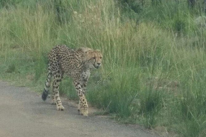 Pilanesberg Game Reserve Guided Day Tour from Johannesburg or Pretoria - Timing and logistics: the real cost is the early wake-up