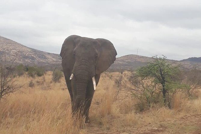 Pilanesberg Game Reserve Guided Day Tour from Johannesburg or Pretoria - Your guide’s job is finding moments, not just naming animals