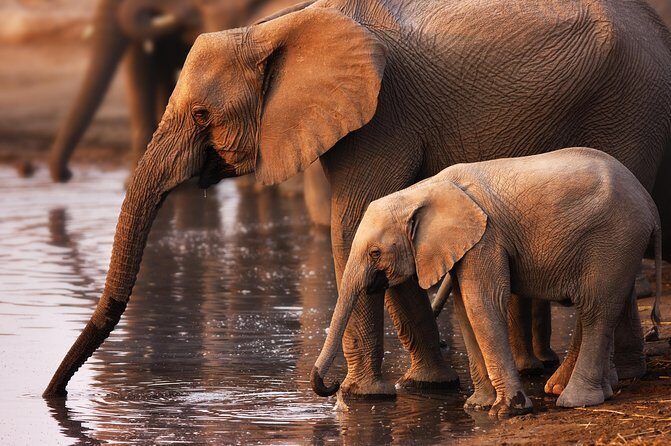 Pilanesberg Game Reserve Safari and Sun City Day Trip from Johannesburg - Why Pilanesberg plus Sun City fits so well