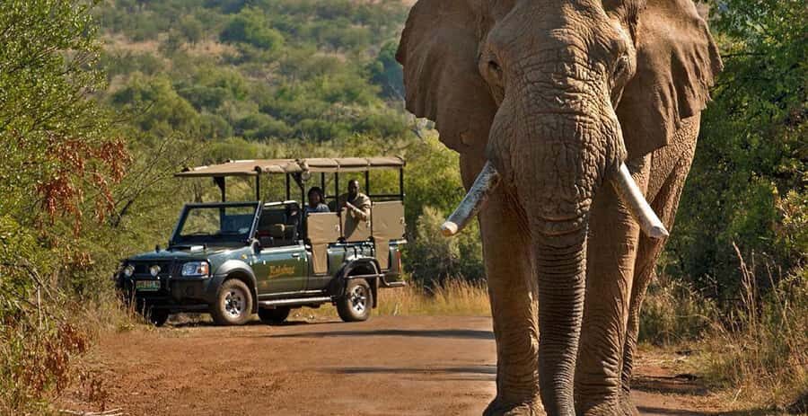 Pilanesberg Morning or Afternoon 3 Hour Game Drive - Why Pilanesberg is a smart choice for a short Big Five safari