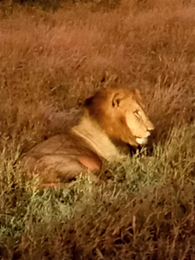 Pilanesberg National Park - Key Highlights Worth Your Time