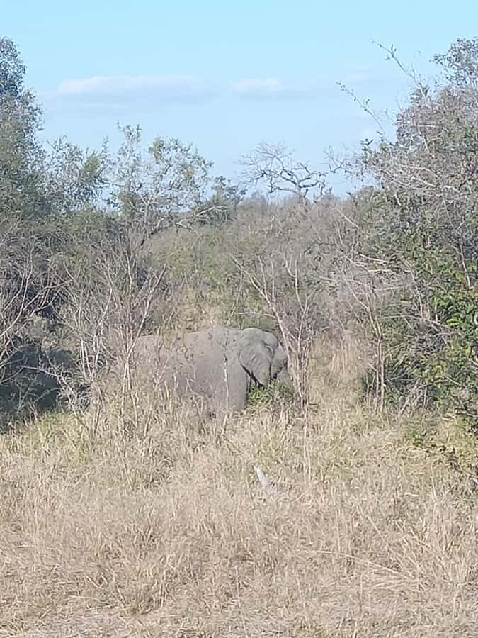 Pilanesberg National Park - Who This Safari Suits Best (and Who Should Skip It)