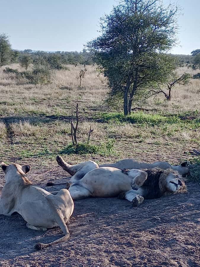 Pilanesberg National Park - Wildlife Viewing Breaks and Photo Stops: Small Moments Matter
