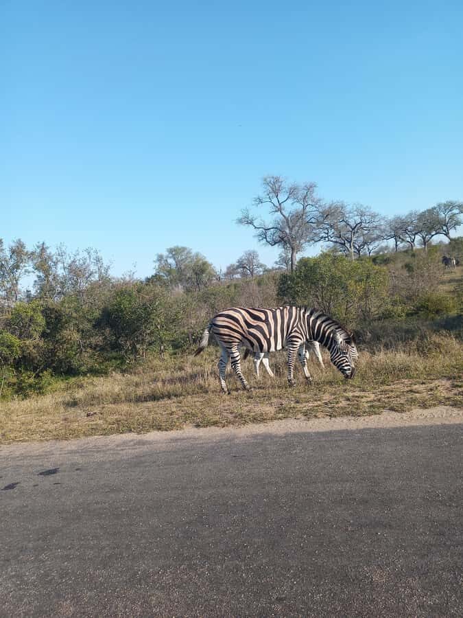 Pilanesberg National Park - Price and Value: Is $248 a Fair Deal?