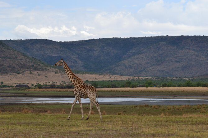 Pilanesberg National Park Day Tour from Pretoria, every SATURDAY - Key things to know before you go