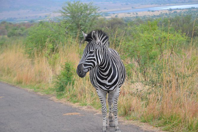 Pilanesberg National Park Day Tour from Pretoria, every SATURDAY - Price and value: what $136.47 buys you (and what to watch)