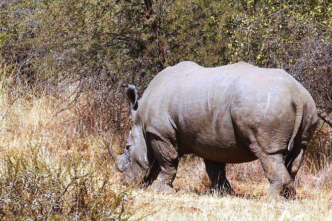 Pilanesberg National Park Full Day Safari From Johannesburg - What’s included in the price (and why that matters)