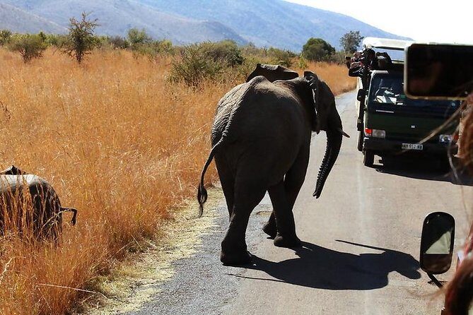 Pilanesberg National Park Full Day Safari From Johannesburg - Price and logistics: how to judge the value fairly