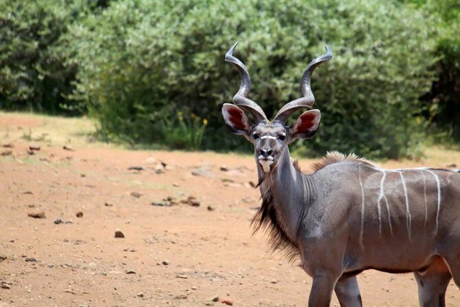 Pilanesberg National Park Full Day Safari From Johannesburg - How to get better sightings in fewer hours