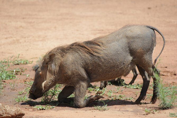 Pilanesberg National Park Full-Day Tour from Johannesburg - The birding bonus: 365+ species isn’t just trivia