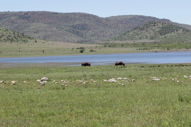 Pilanesberg National Park Full-Day Tour from Johannesburg - Lunch inside the park: how the break fits the schedule