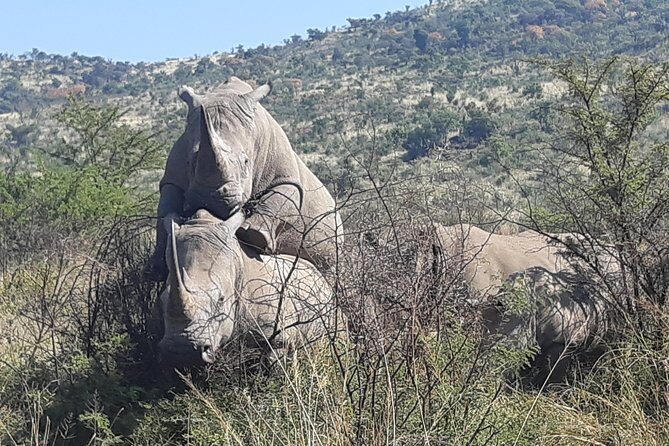 Pilanesberg National Park Full-Day Tour from Johannesburg - Transport and comfort: closed vehicle, small group, and what to pack