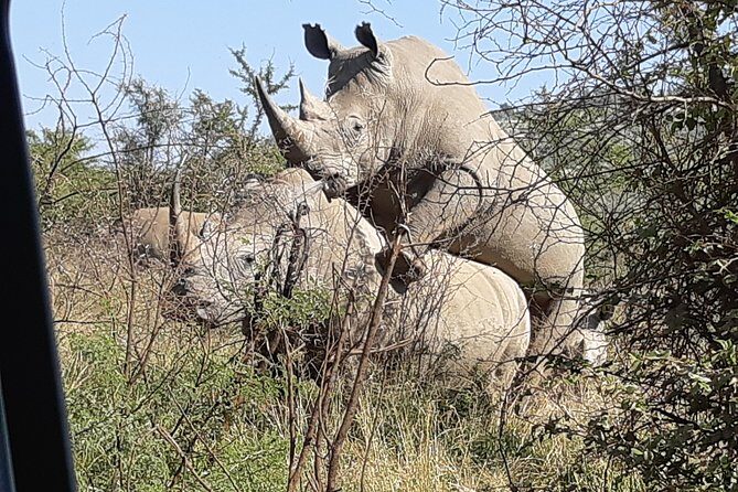 Pilanesberg National Park Full-Day Tour from Johannesburg - Big Five chances and what that means on the ground