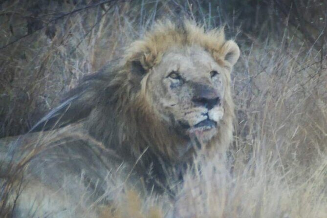 Pilanesberg National Park Safari, BIG 5 Full Day - Key highlights to look forward to