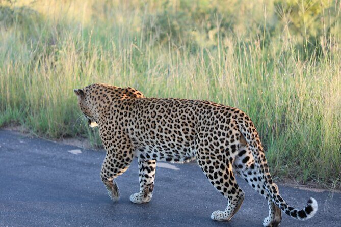 Pilanesberg National Park Safari, BIG 5 Full Day - Johannesburg pickup and the comfort setup
