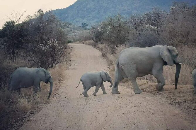 Pilanesberg National Park Safari, BIG 5 Full Day - The guide factor: searching smarter, not driving harder