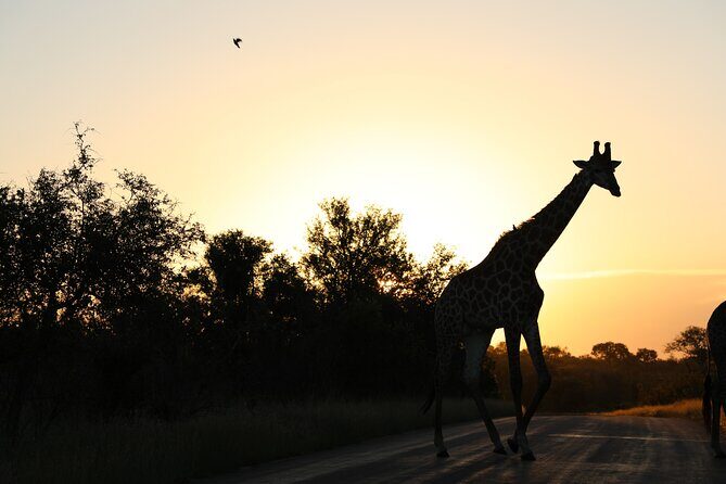 Pilanesberg National Park Safari, BIG 5 Full Day - Hartbeespoort Dam stop: a short break that can pay off