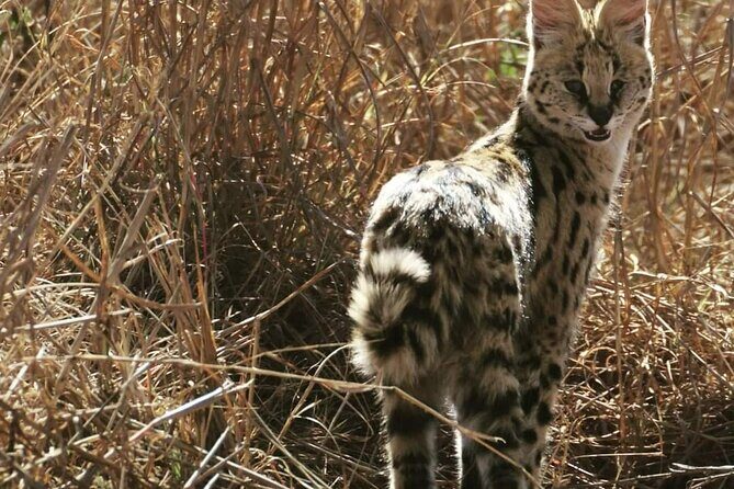 Pilanesberg National Park Safari, BIG 5 Full Day - Price and value: what $125.29 buys you