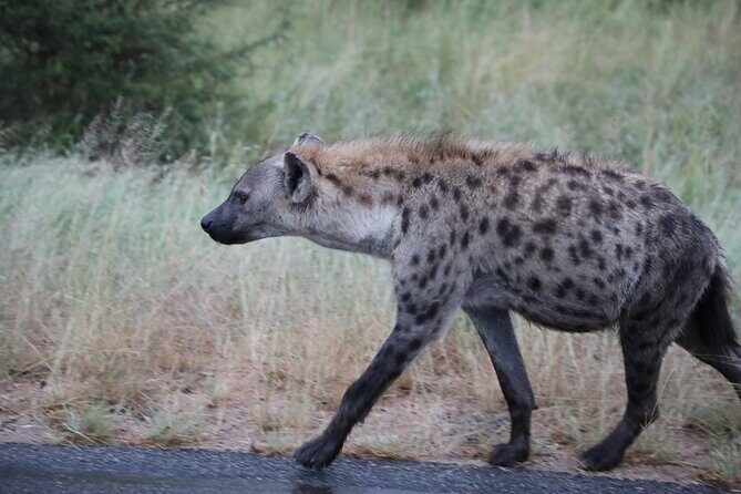 Pilanesberg National Park Safari, BIG 5 Full Day - Timing tips for a 5:30 am start