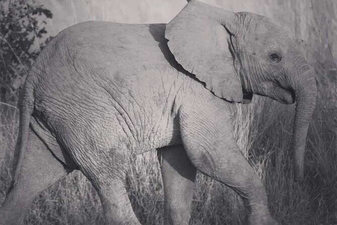 Pilanesberg National Park Safari, BIG 5 Full Day - What to expect at the park (and what you should not assume)