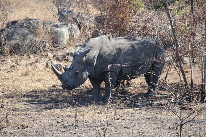 Pilanesberg National Park Safari, BIG 5 Full Day - The game drive in Pilanesberg: what your morning is built around