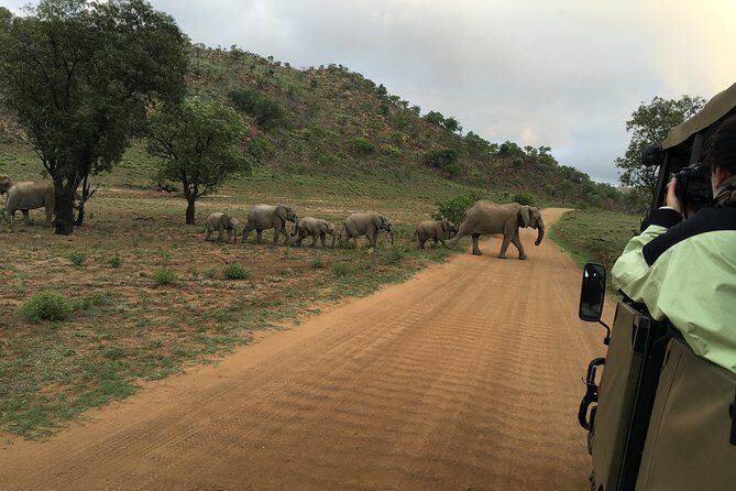 Pilanesberg National Park Safari from Johannesburg - The small-group minibus day: comfort, pacing, and who it suits