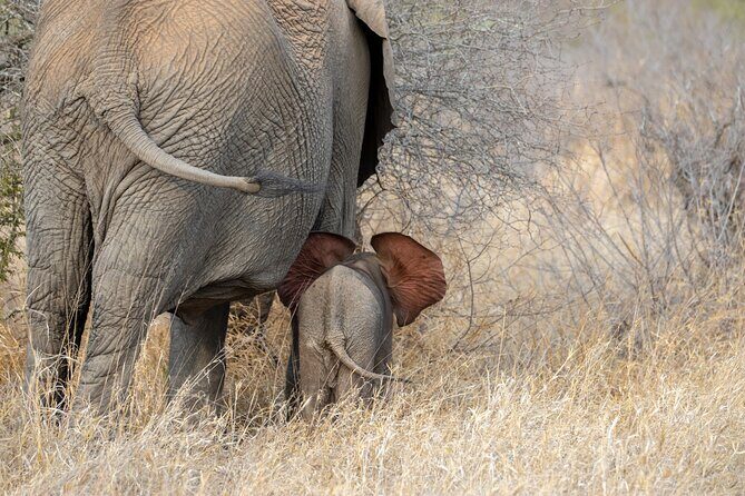 Pilanesberg National Park Safari in Open Vehicle from Johannesburg - Lunch at Kwa Maritane or Bakubung: Plan Your Own Meal
