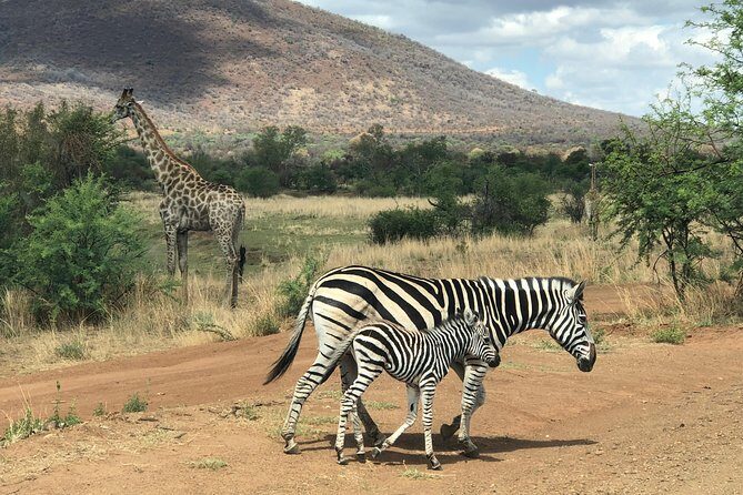 Pilanesberg National Park Safari in Open Vehicle from Johannesburg - Photography Through Open Sides: Make It Easier on Yourself