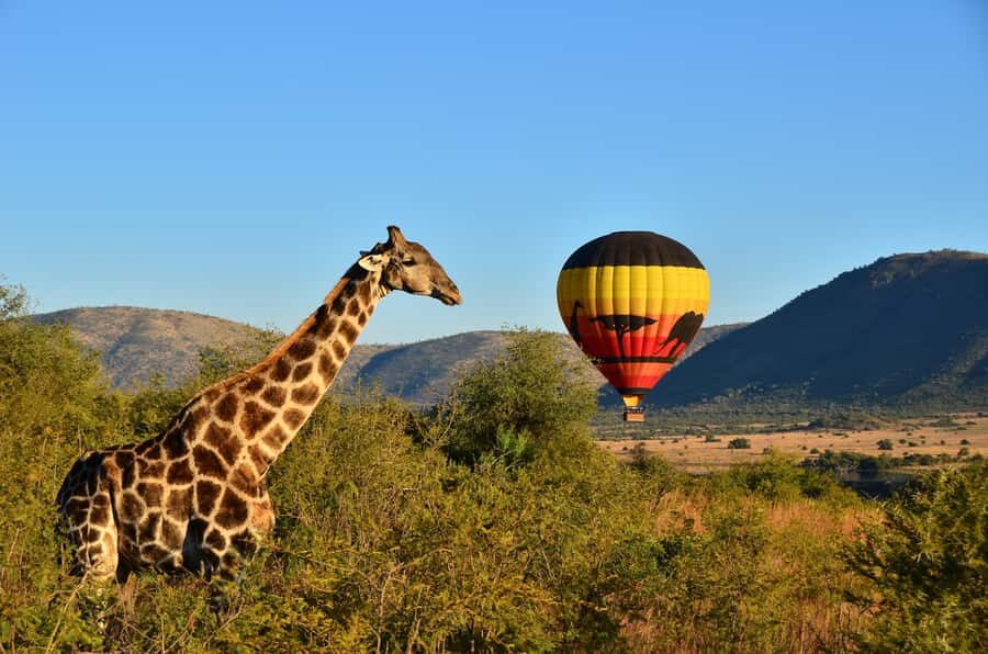 Pilanesberg National Park/Sun City Hot Air Balloon Safari - Why Ballooning Over Pilanesberg Feels Different Than a Game Drive