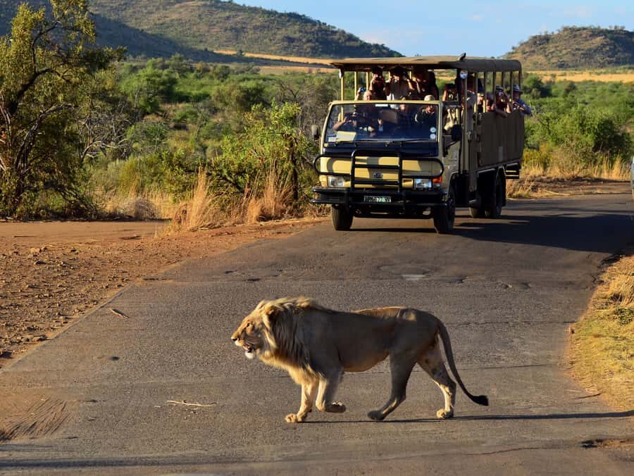 Pilanesberg National Park/Sun City Hot Air Balloon Safari - The Return Game Drive: Wildlife Time Isn’t Always Over