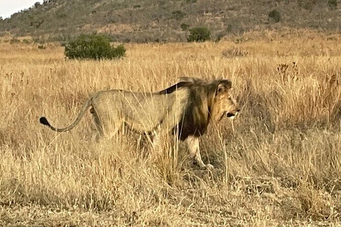 Pilanesberg National Park Tour - Quick Hits: Pilanesberg Safari Values That People Actually Feel