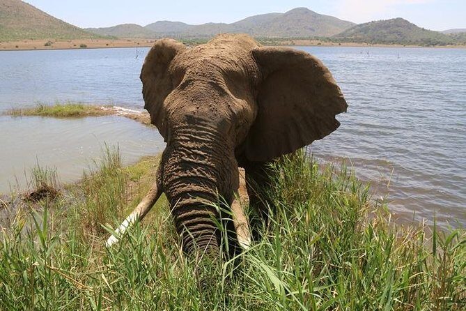 Pilanesberg Nature Reserve - Key Things To Know Before You Go