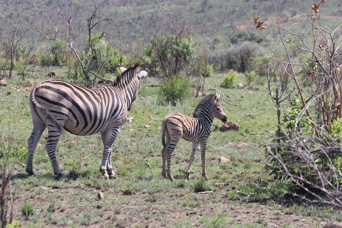 Pilanesberg Nature Reserve - Why Pilanesberg Nature Reserve Feels Like a Real Safari