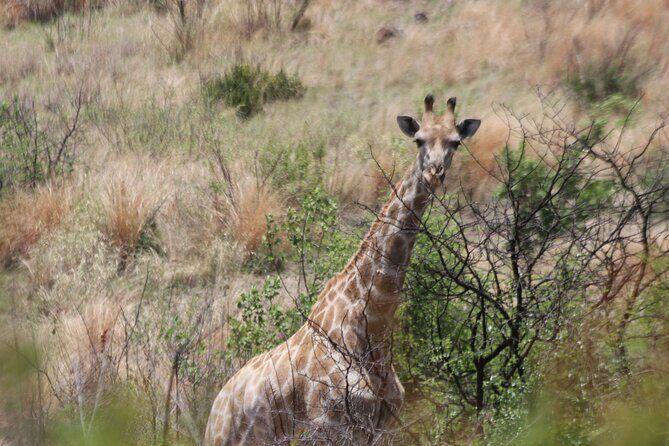 Pilanesberg Nature Reserve - Spotting Lions, Elephants, Zebras, and More (Including the Leopard “Maybe”)