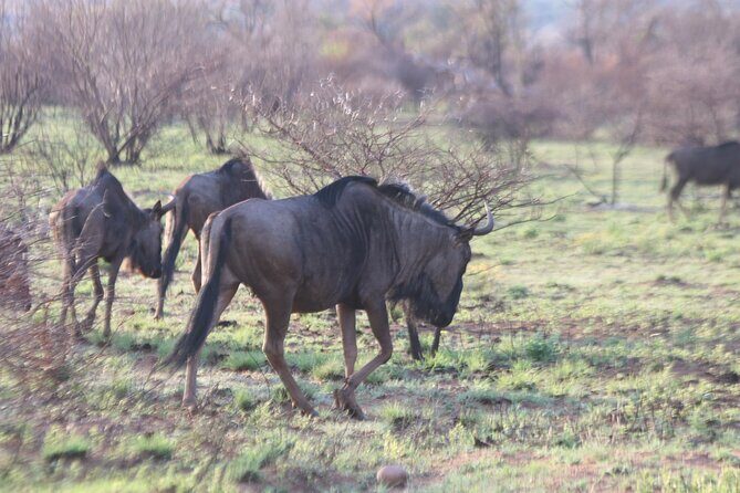 Pilanesberg Nature Reserve - The Chameleon African Curio Market: Shopping Without the Letdown