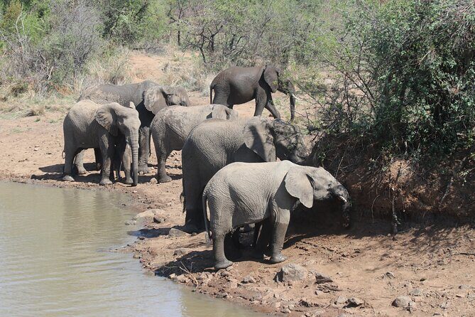 Pilanesberg Nature Reserve - Photos on Your Mobile Device: A Smart Way to Stay Present