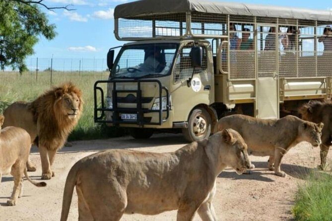 Pilanesberg Nature Reserve & Safari Park Lion Private - Pilanesberg National Park: aiming for the Big Five in focused time