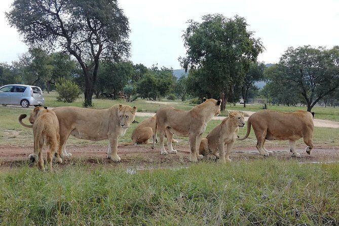 Pilanesberg Nature Reserve & Safari Park Lion Private - Lunch and timing: when the day feels smooth and when it doesn’t