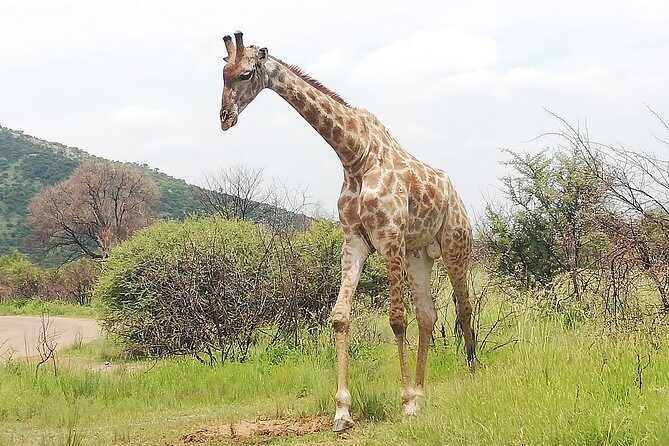 Pilanesberg Nature Reserve & Safari Park Lion Private - Big Five odds: what to expect without the fantasy