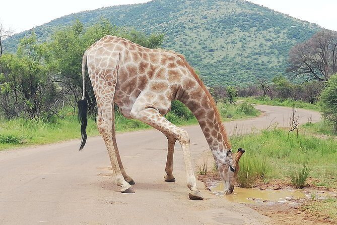 Pilanesberg Nature Reserve & Safari Park Lion Private - Vehicle rules and how to maximize your sightings