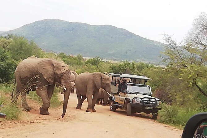 Pilanesberg Nature Reserve & Safari Park Lion Private - Price and value: is $205.10 per person worth it?